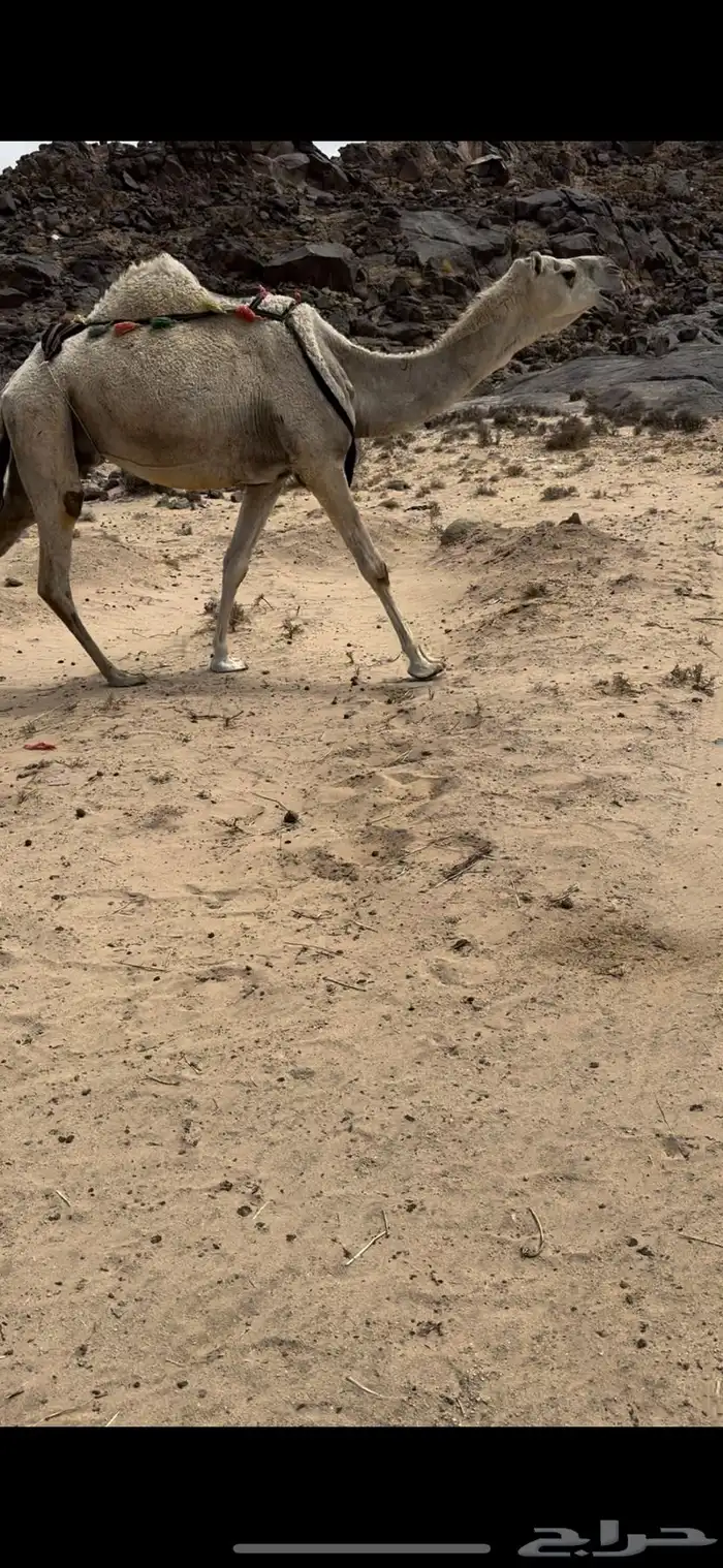 خلفه وضحا ثنو تحتها بكره طيبه جدا حليب وهداوه 3