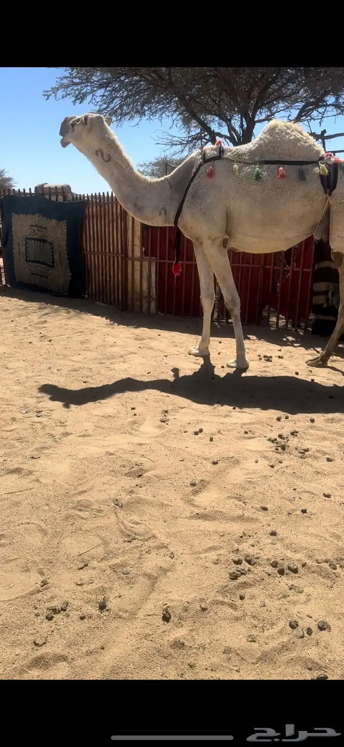خلفه وضحا ثنو تحتها بكره طيبه جدا حليب وهداوه 6