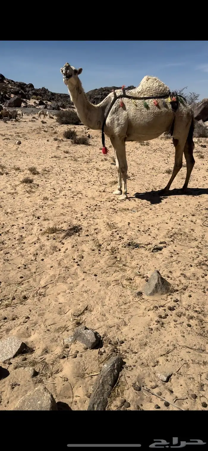 خلفه وضحا ثنو تحتها بكره طيبه جدا حليب وهداوه 4