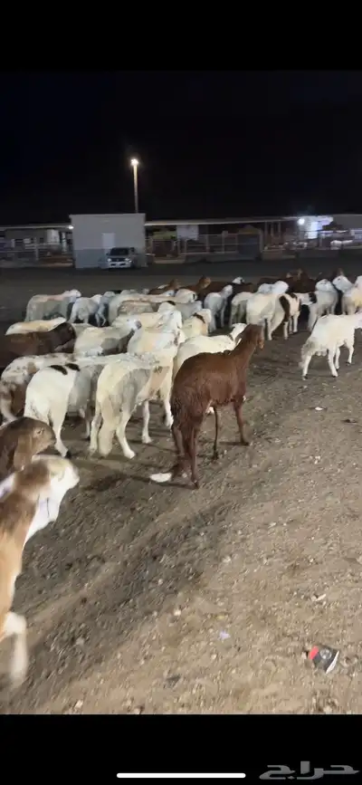 اضاحي حري سواكن نعيم الطايف 7
