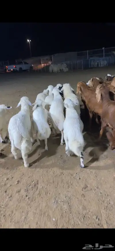 اضاحي حري سواكن نعيم الطايف 4