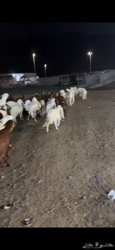 اضاحي حري سواكن نعيم الطايف 6