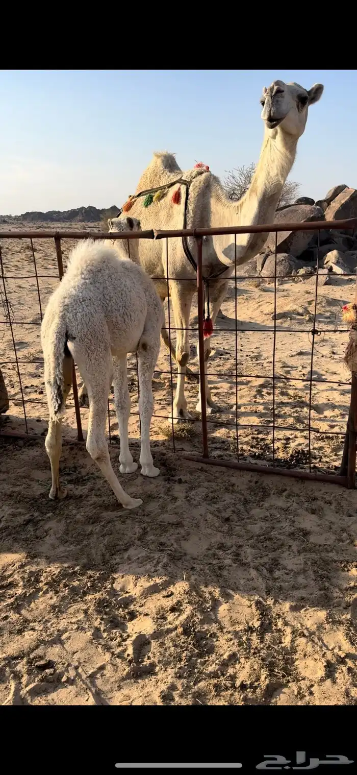 خلفه وضحا ثنو تحتها بكره طيبه جدا حليب وهداوه 14