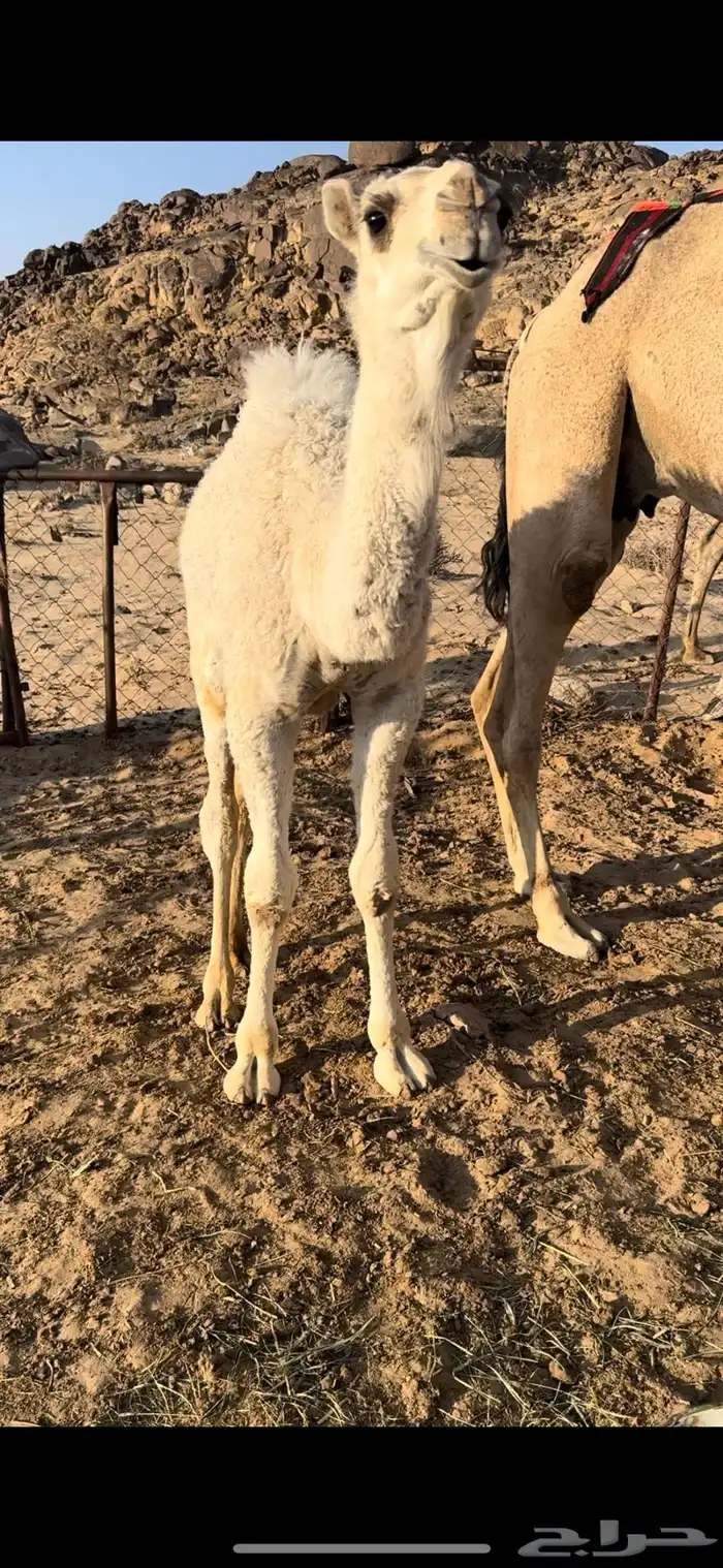 خلفه وضحا ثنو تحتها بكره طيبه جدا حليب وهداوه 19