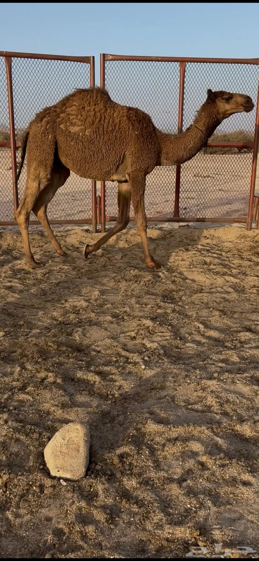 مفرودة صفرا 1