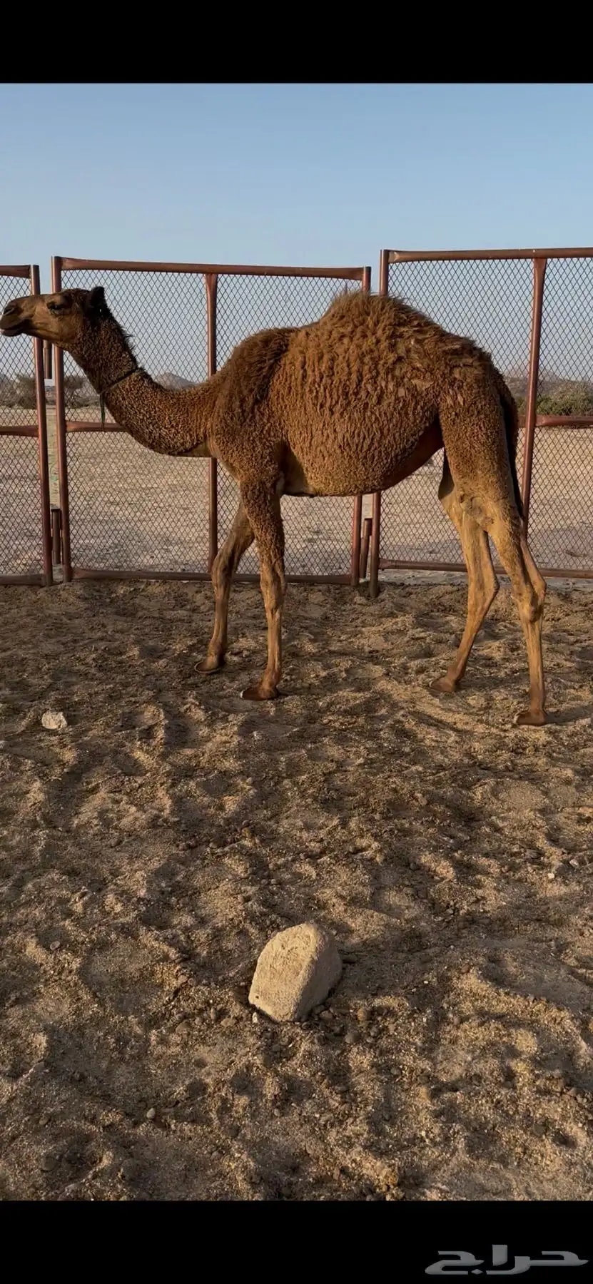 مفرودة صفرا 2
