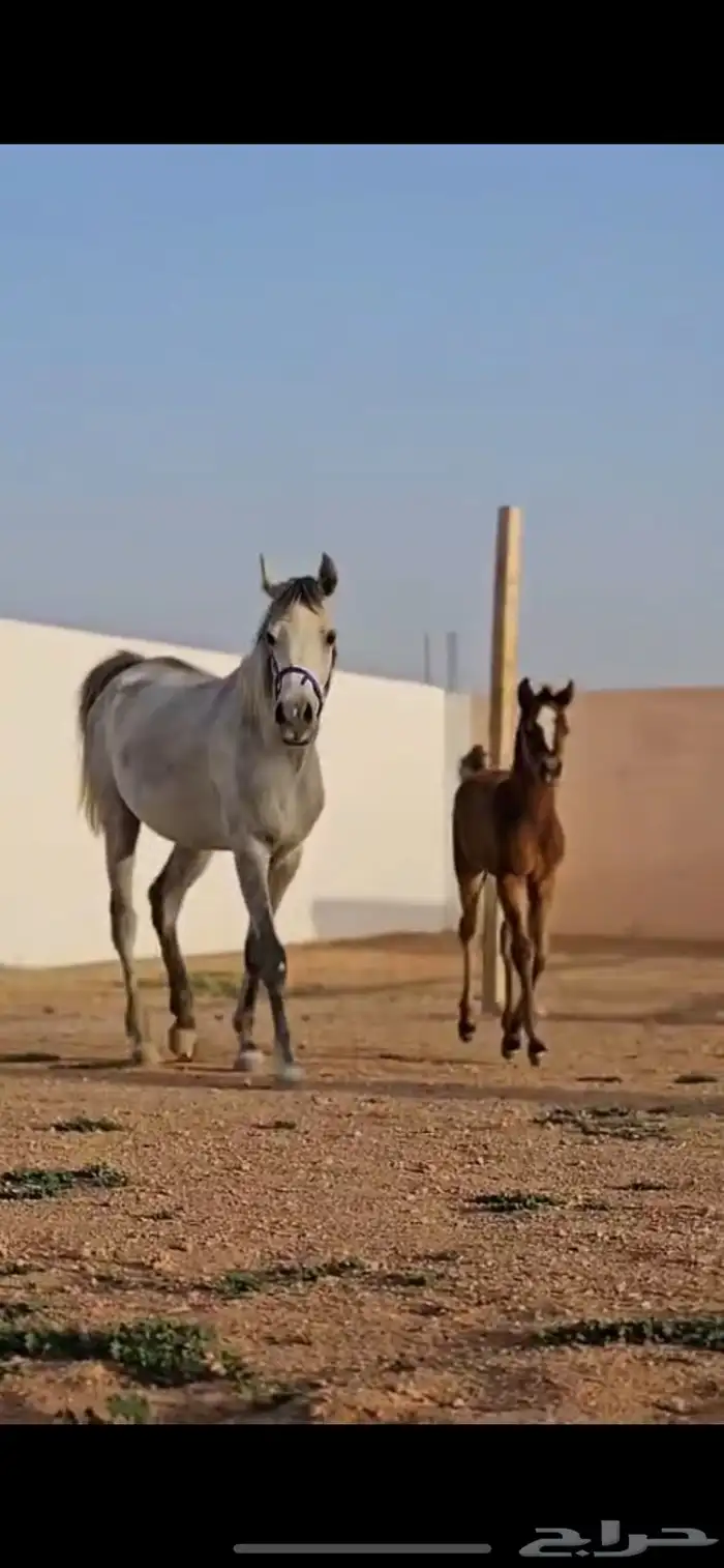 فرس ومهرة 3