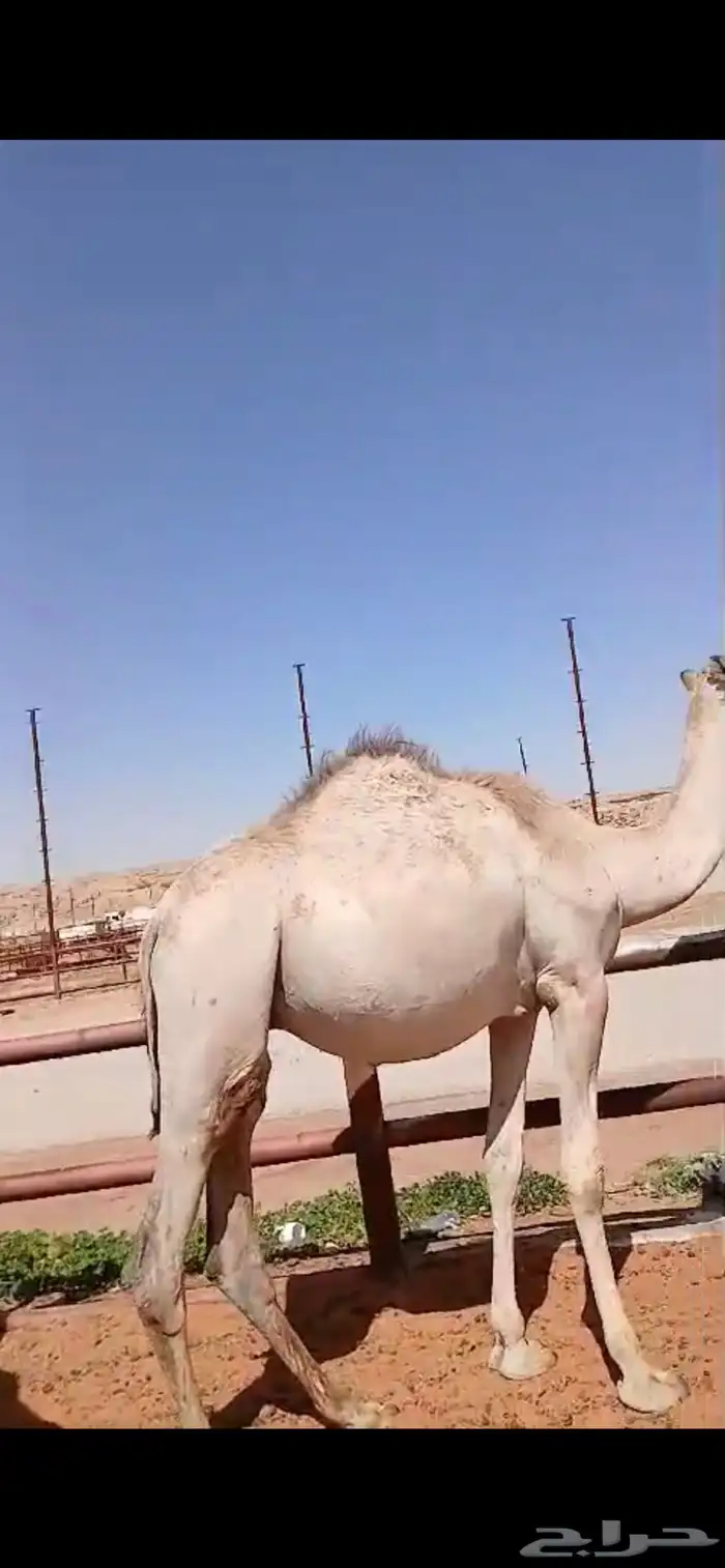 قعدان مستورد مرابي 7