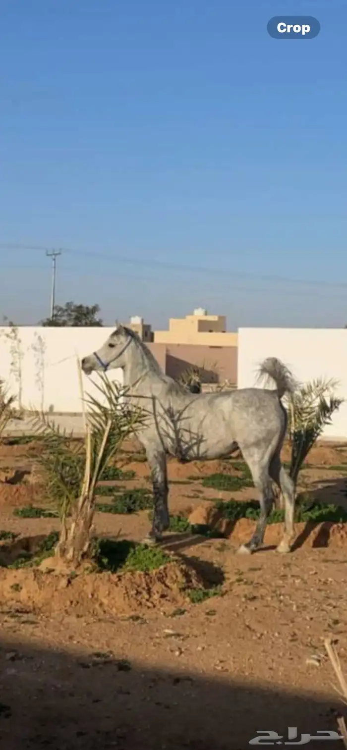 فرس ومهرة 1