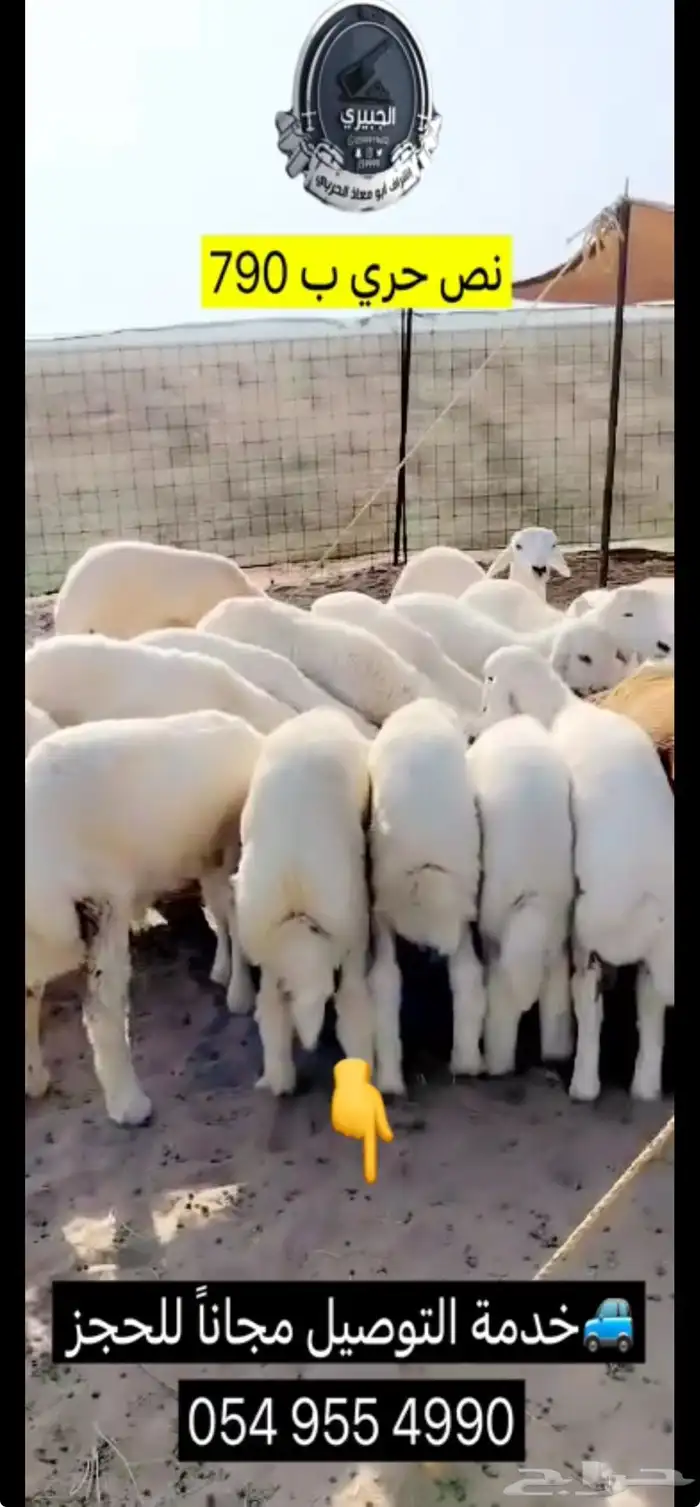 قعود وحري وسواكني 4