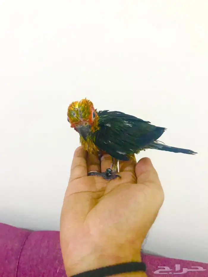 فروووخ صن كنيور غر(تم البيع) 0