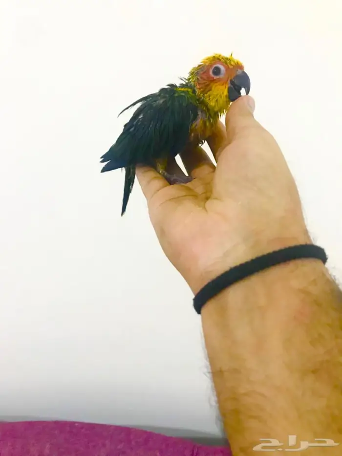 فروووخ صن كنيور غر(تم البيع) 2