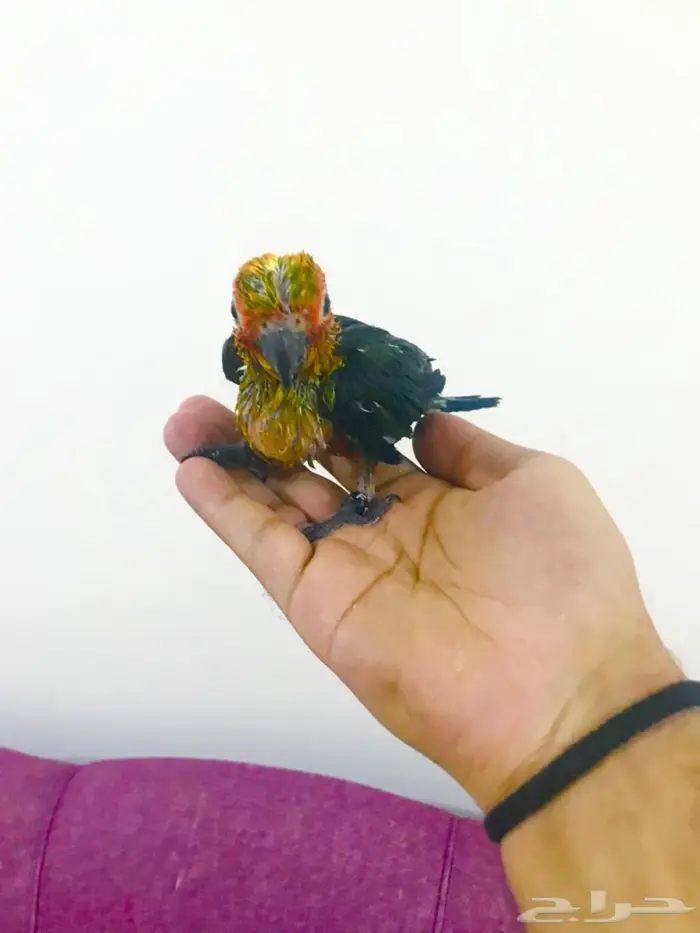 فروووخ صن كنيور غر(تم البيع) 3