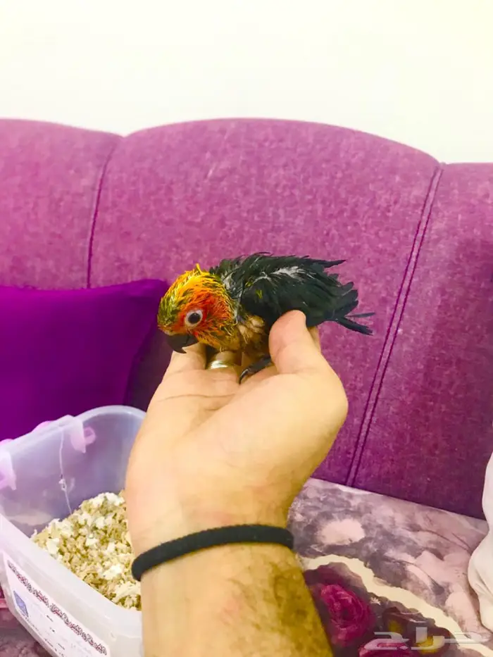 فروووخ صن كنيور غر(تم البيع) 5