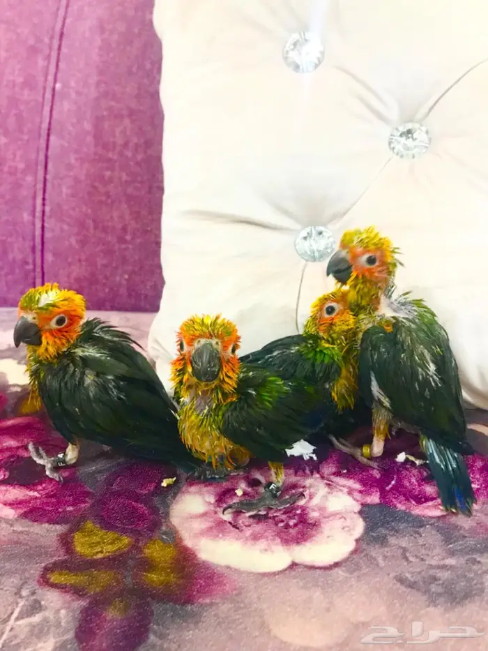 فروووخ صن كنيور غر(تم البيع) 9