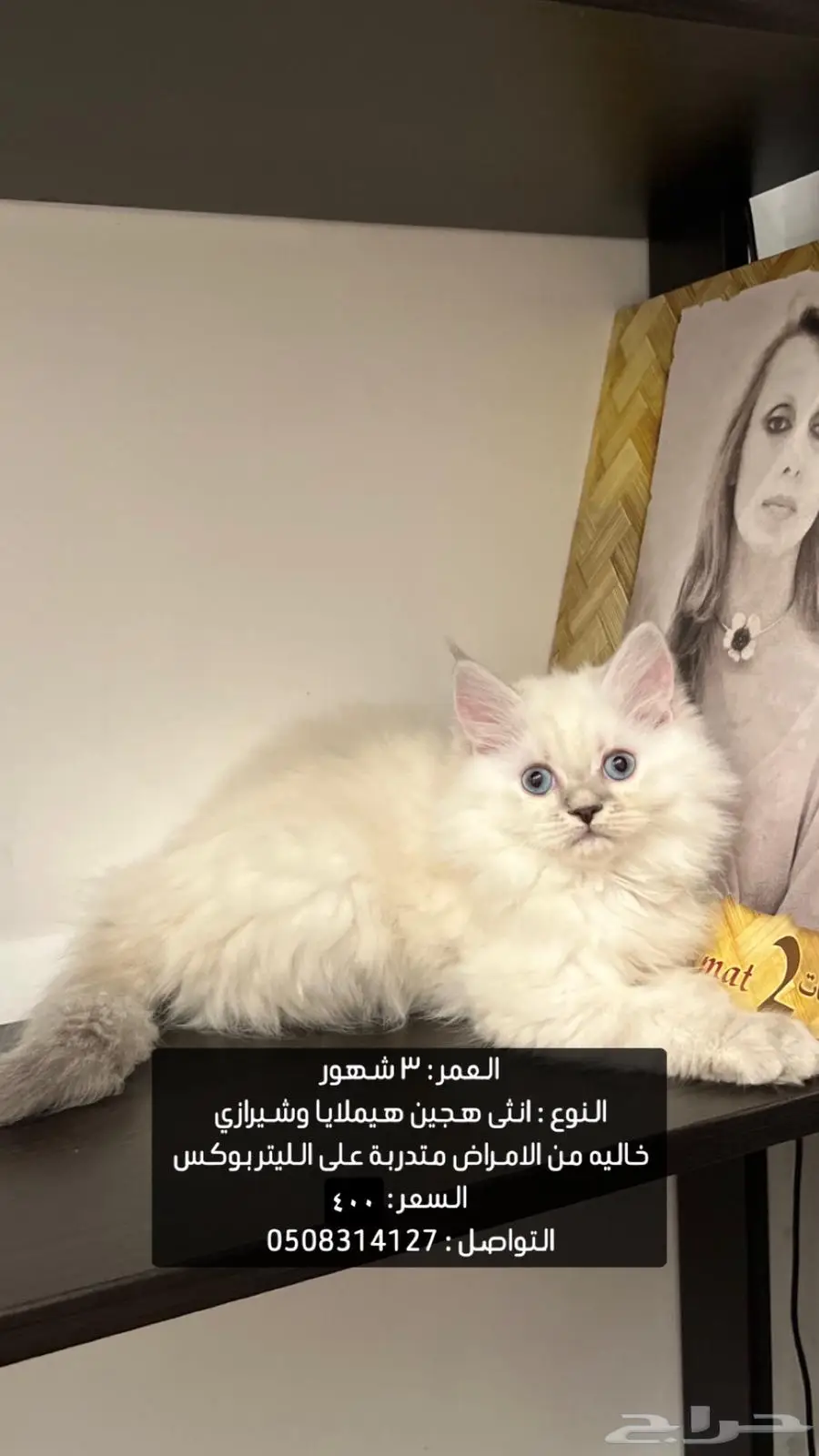 قطط 2