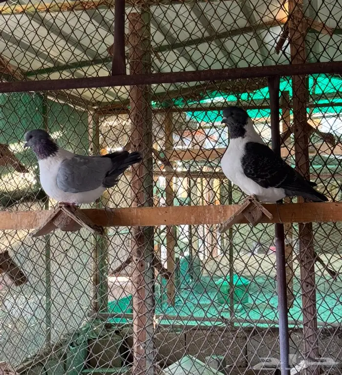 فقاسات محاكر عوامات معالف سقايات صحون بيض 2