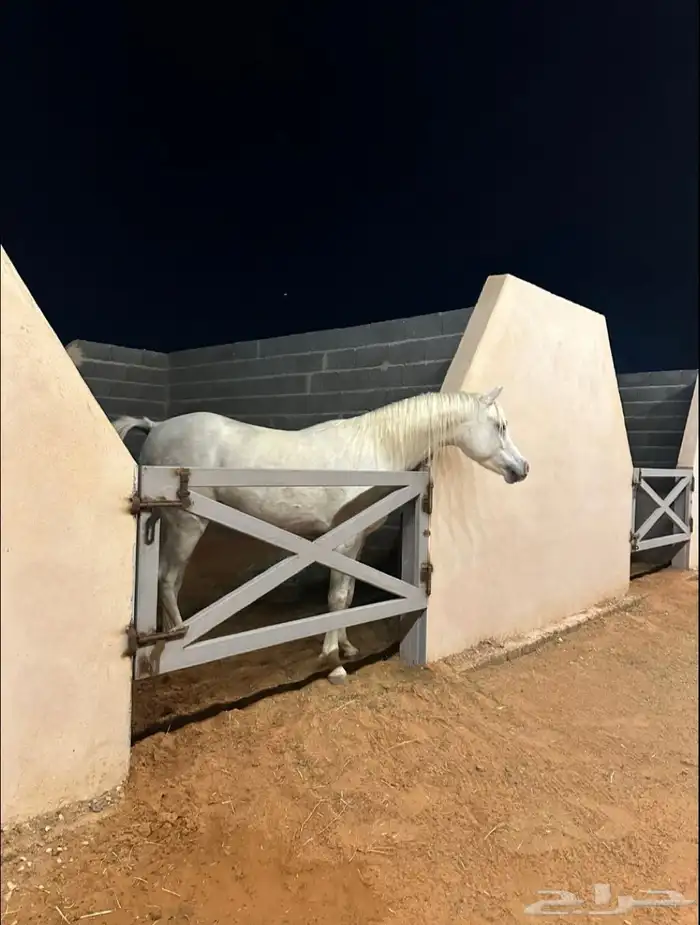 غرف لايواء الخيل 0