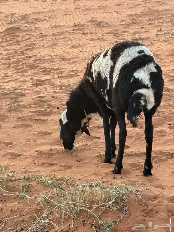 طلي حريات للبيع 8