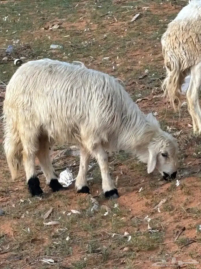 طلي حريات للبيع 1
