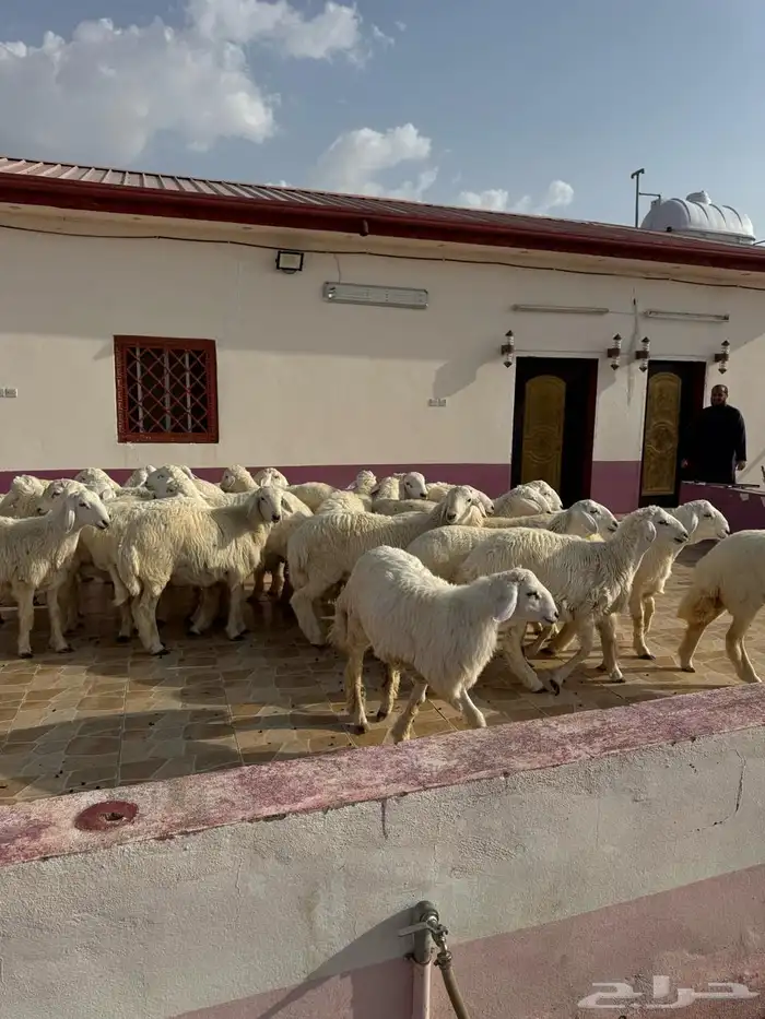 اغنام حرية مميزة 0