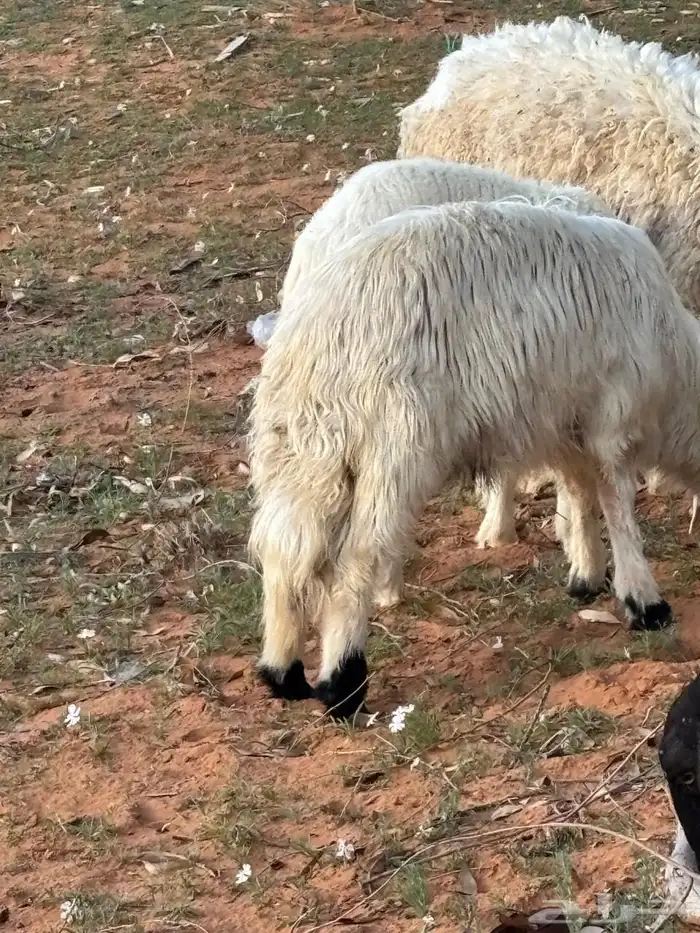 طلي حريات للبيع 0