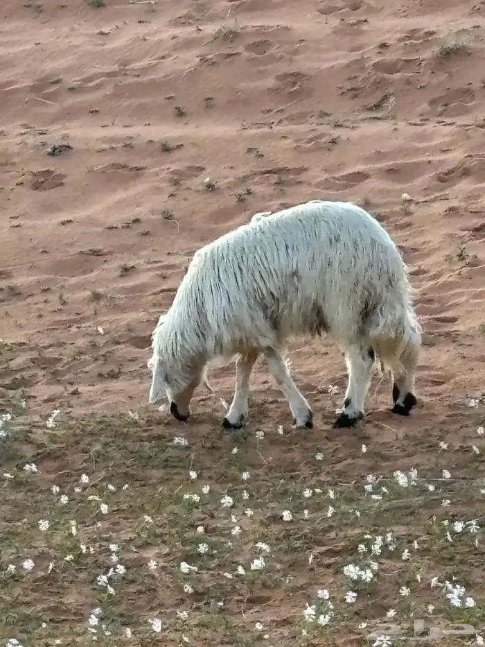 طلي حريات للبيع 9