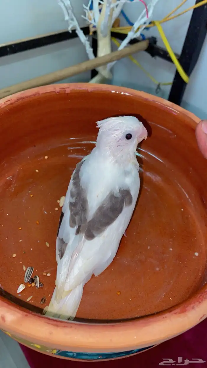 كروان بايد بصمه 3