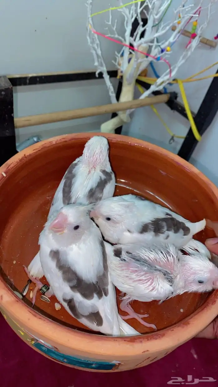 كروان بايد بصمه 2