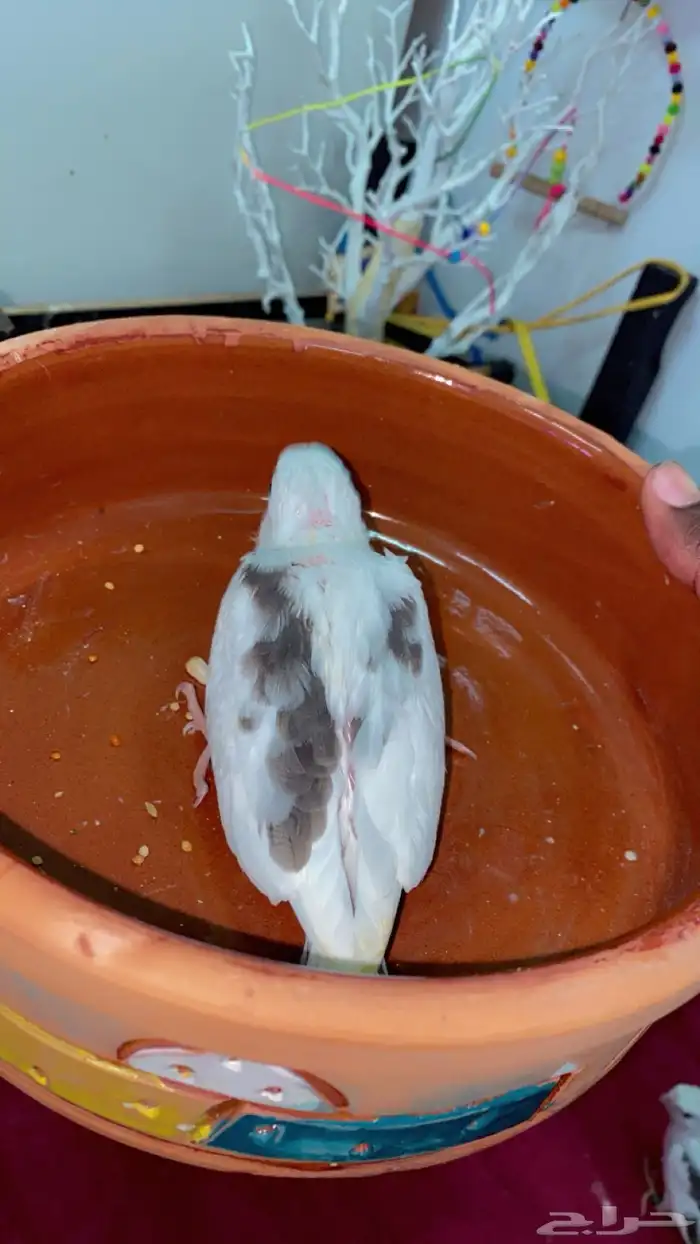 كروان بايد بصمه 1