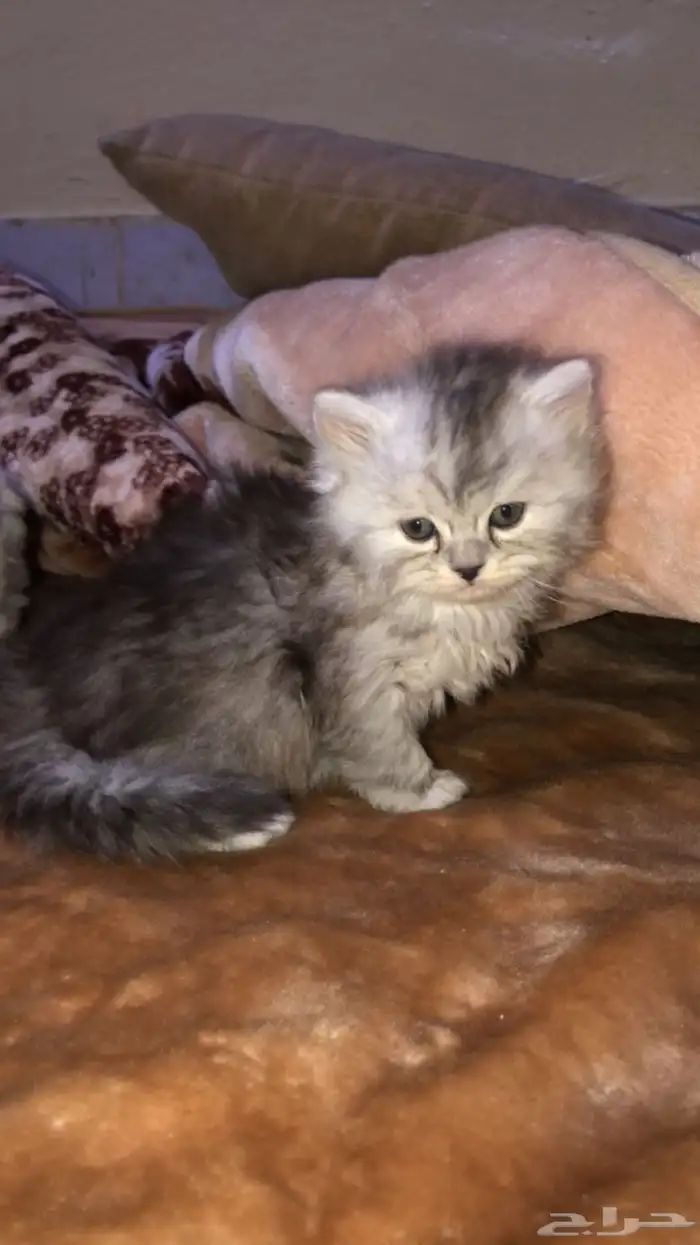 قطط للبيع 11
