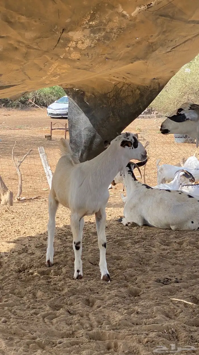 اثنين مشاريع 19