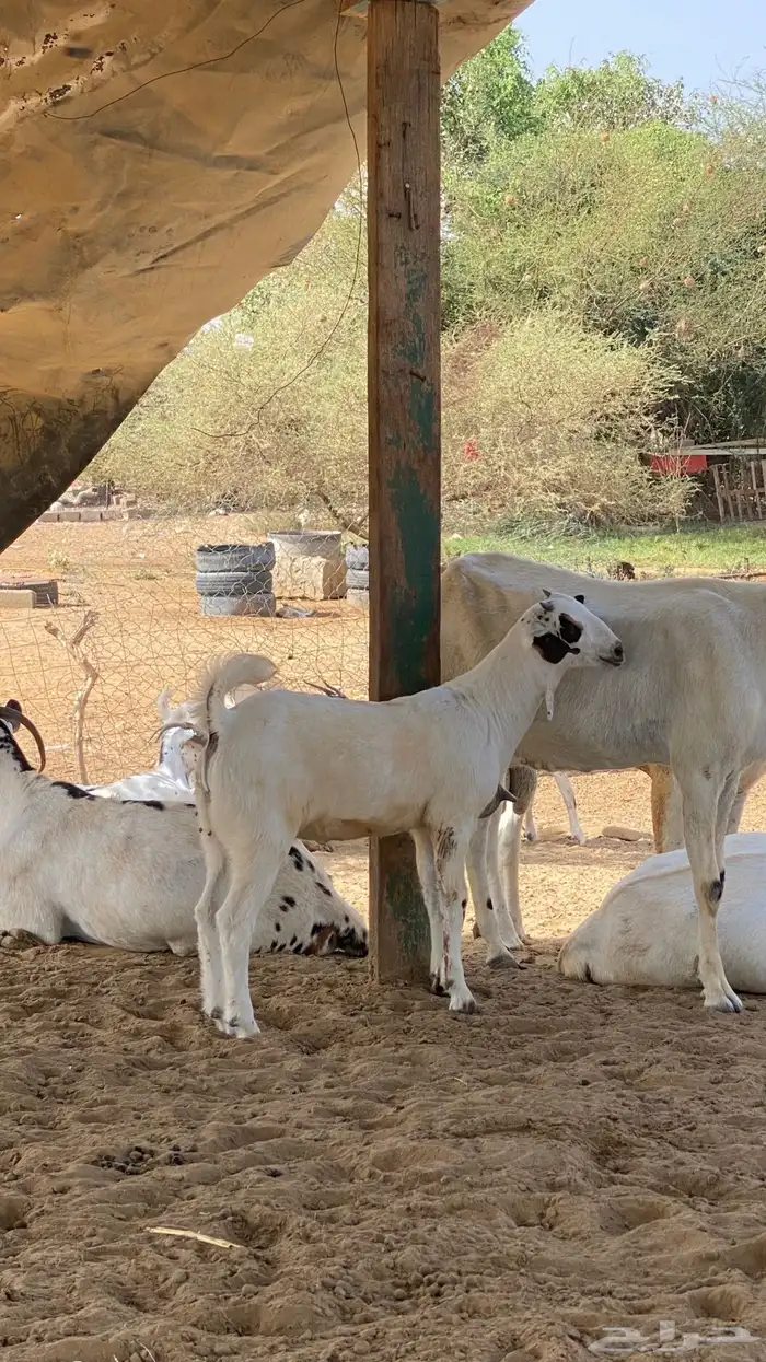 اثنين مشاريع 15