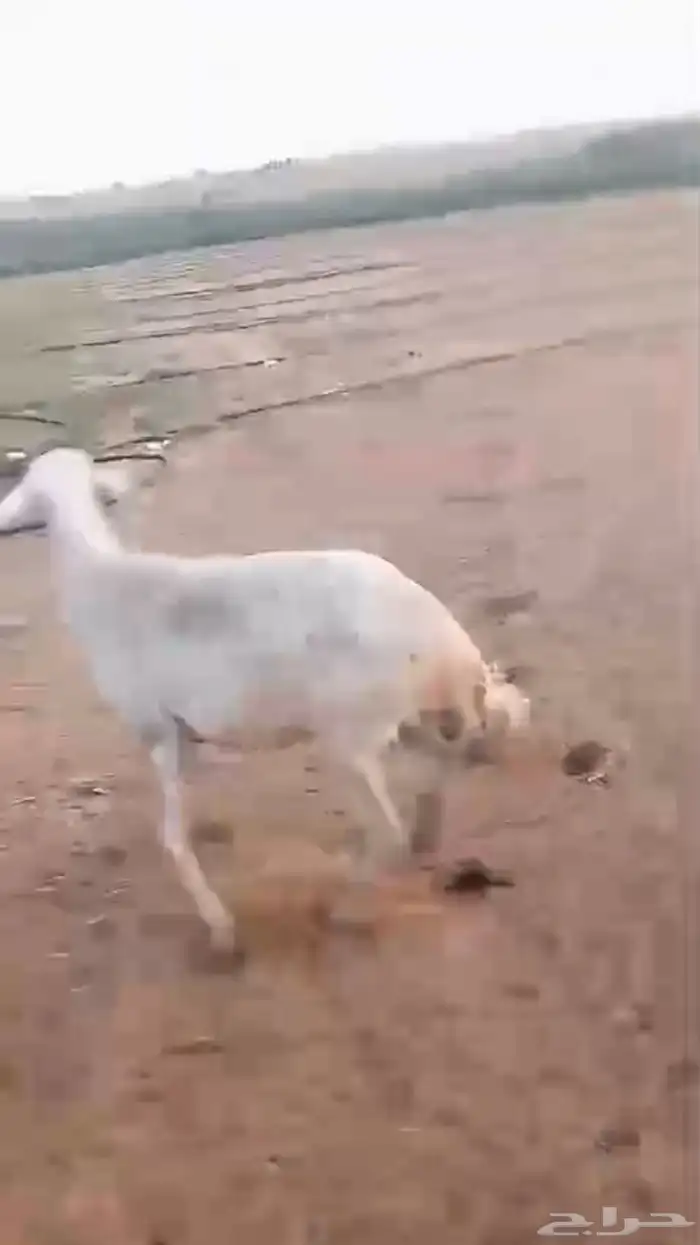 حرية حيل 2