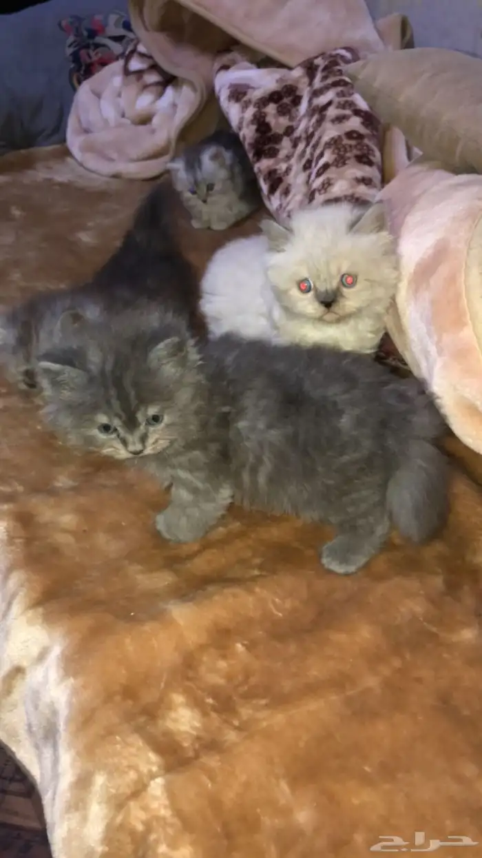 قطط للبيع 19