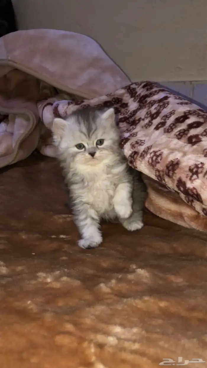 قطط للبيع 9