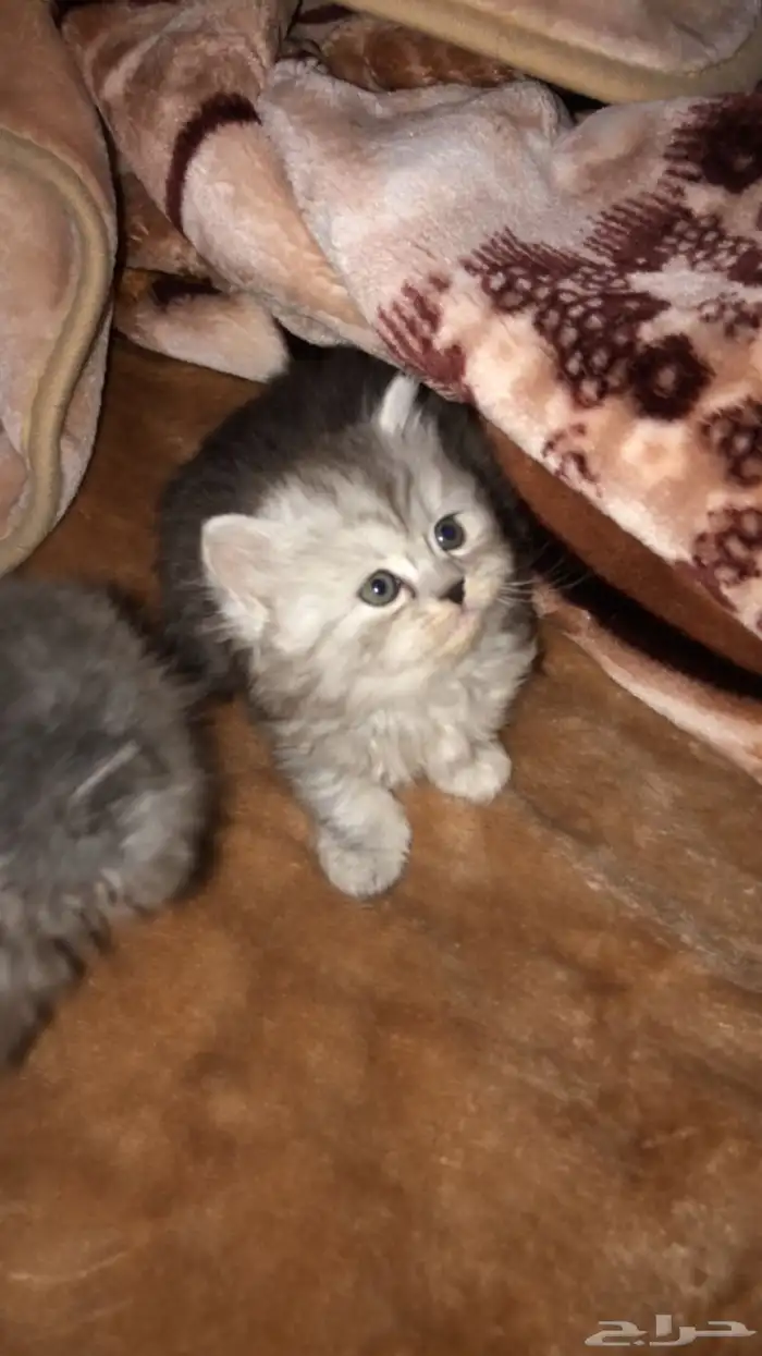 قطط للبيع 4