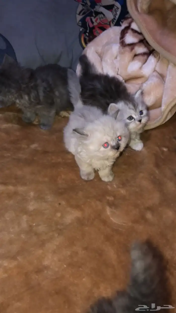 قطط للبيع 6