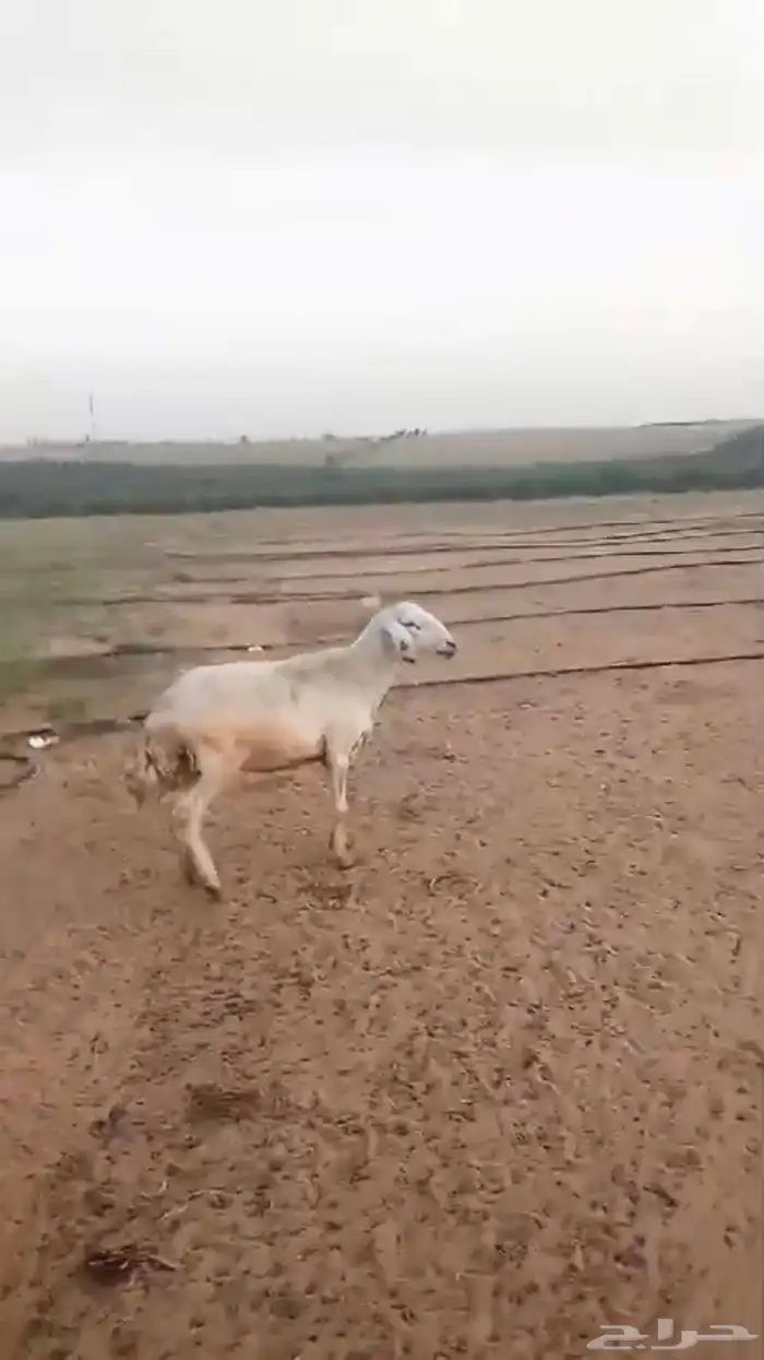 حرية حيل 1