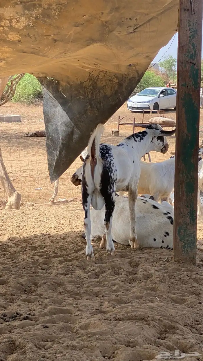 اثنين مشاريع 2