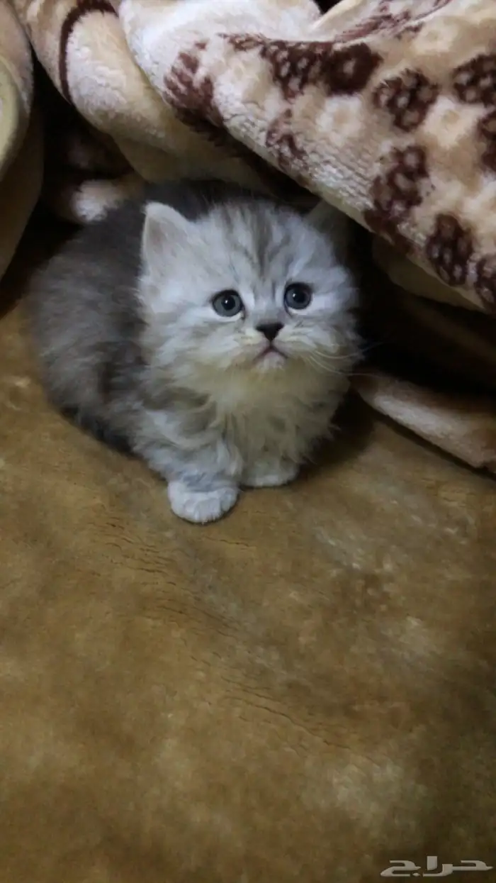 قطط للبيع 0