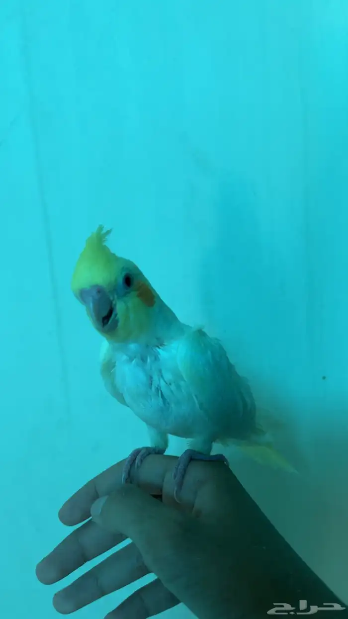 فرخ كروان لاتينو فراشه عيون حمر اليف وهدد نشبهه (تم البيع)) 0