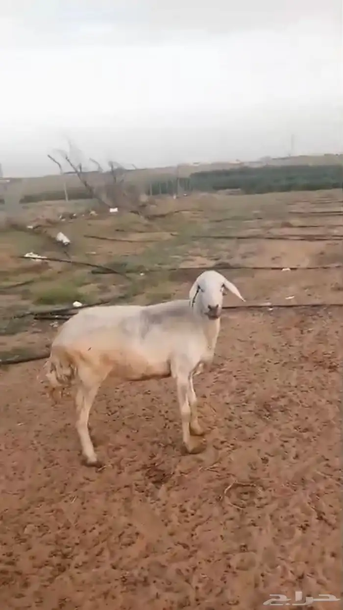 حرية حيل 0