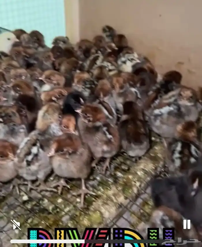 دجاج فيومي جميع الأعمار 0