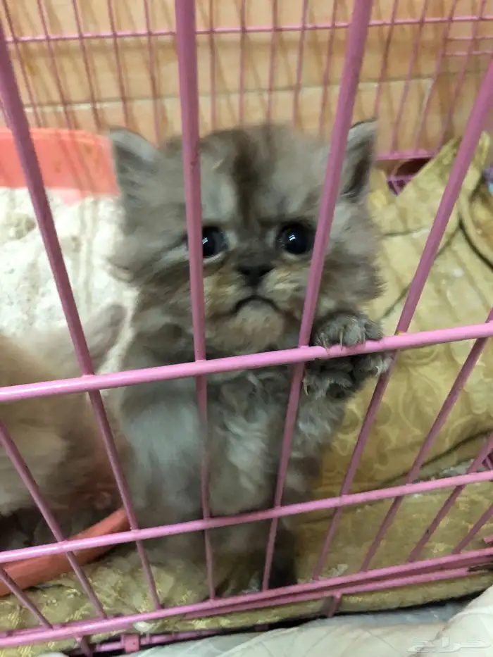 قطط للبيع 16