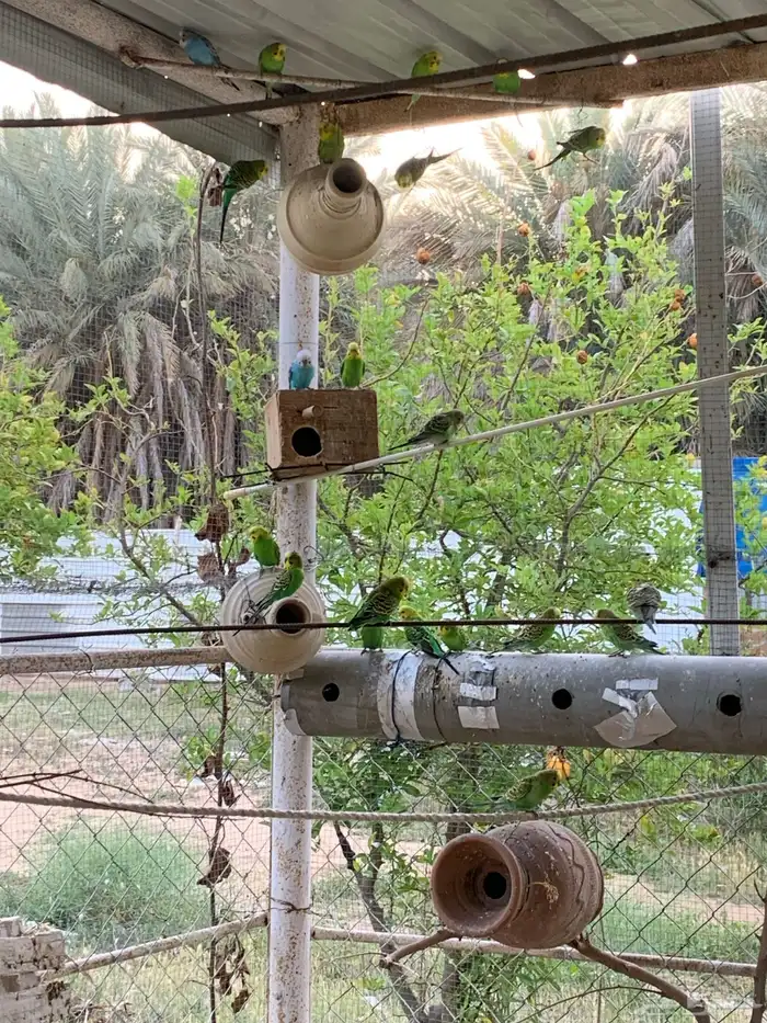طيور الحب باجي 0