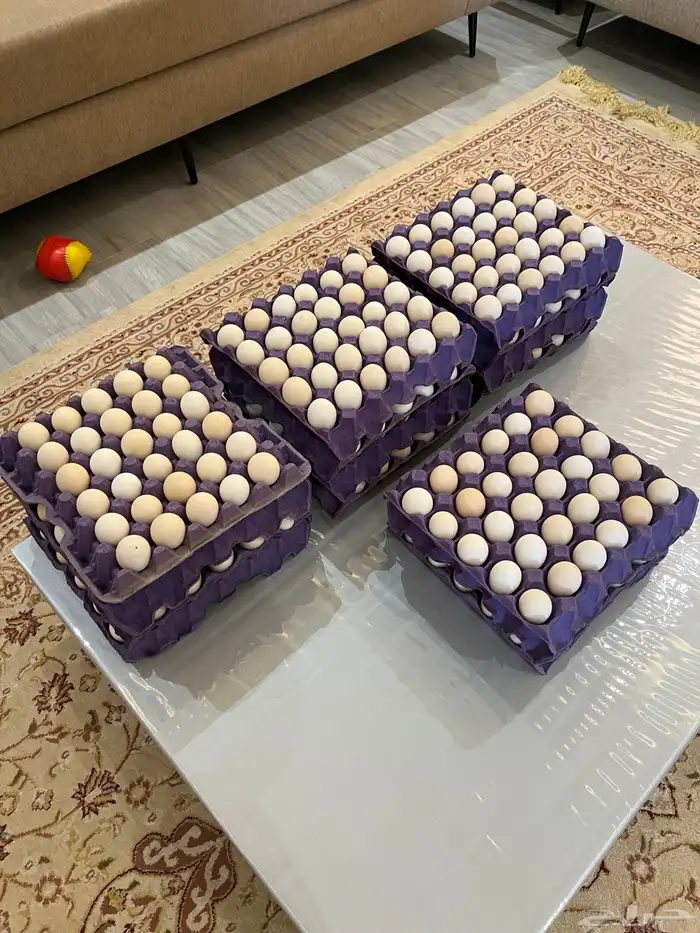 بيض دجاج بلدي على مرعى 0
