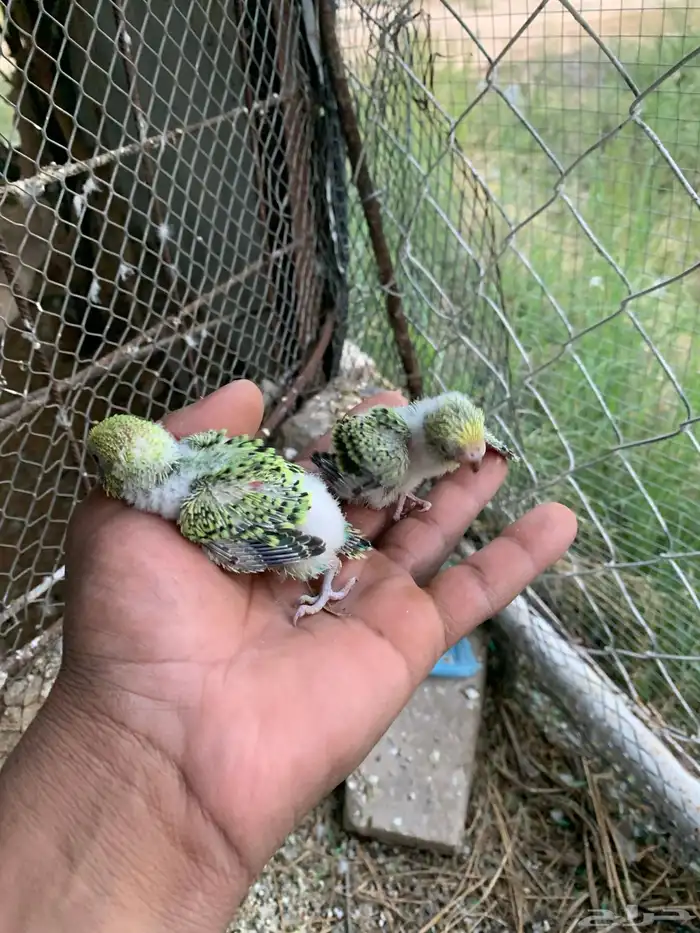 طيور الحب باجي 6