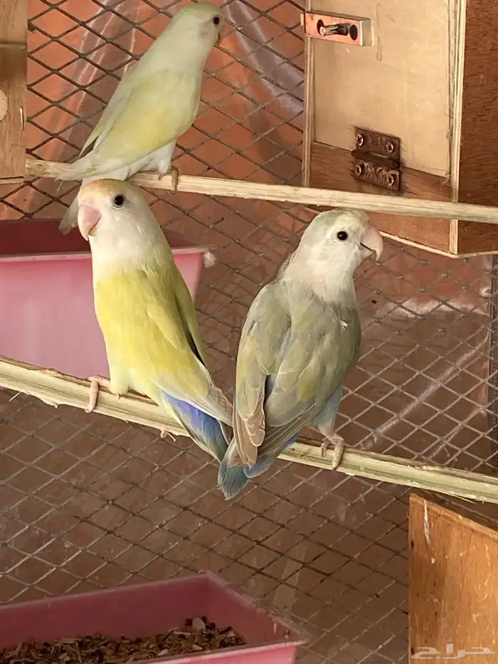 ازواج روز منتجه 5
