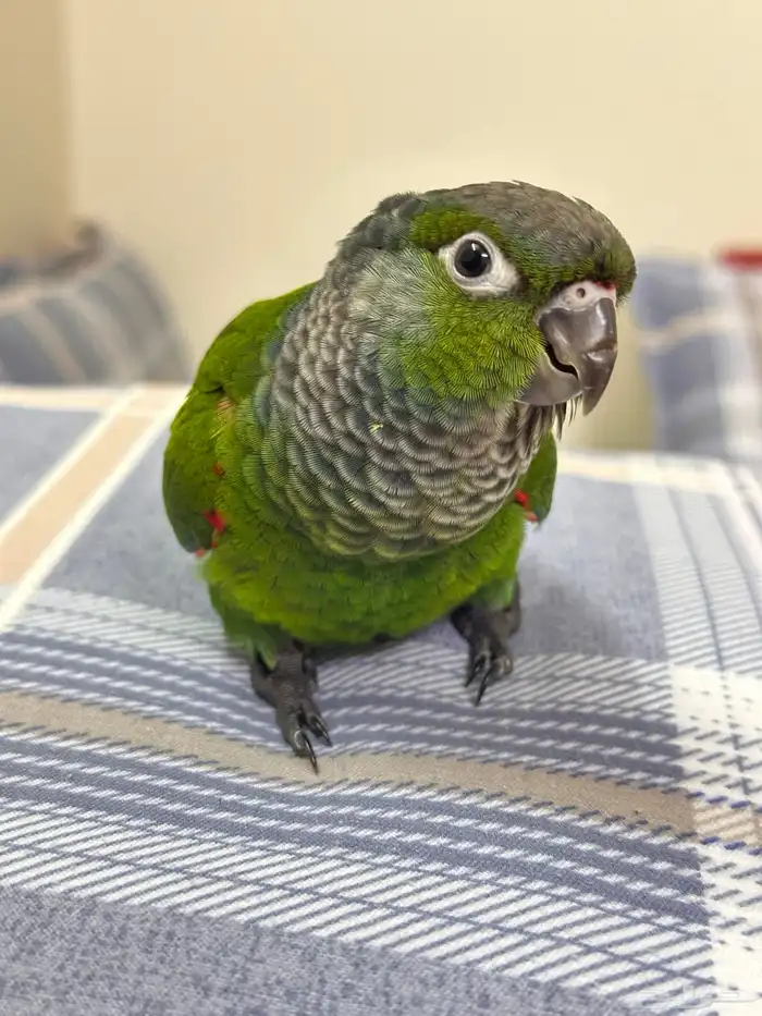 تم البيع فرخ كنيور بلاك كاب 5